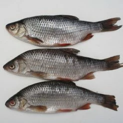 Rebel Pike Roach Deadbait