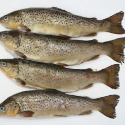 Rebel Pike Brown Trout Deadbait