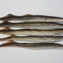 Bait Shop Rebel Pike Lamprey Deadbait