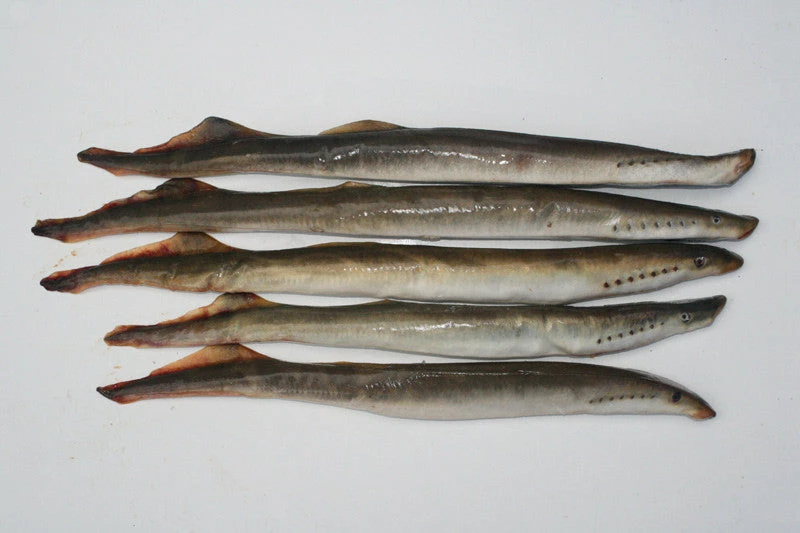 Bait Shop Rebel Pike Lamprey Deadbait 1 Bait Shop Rebel Pike Lamprey Deadbait