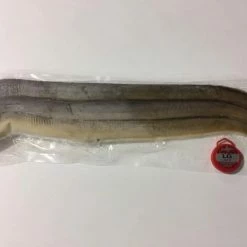 Bait Shop Rebel Pike Freshwater Eels