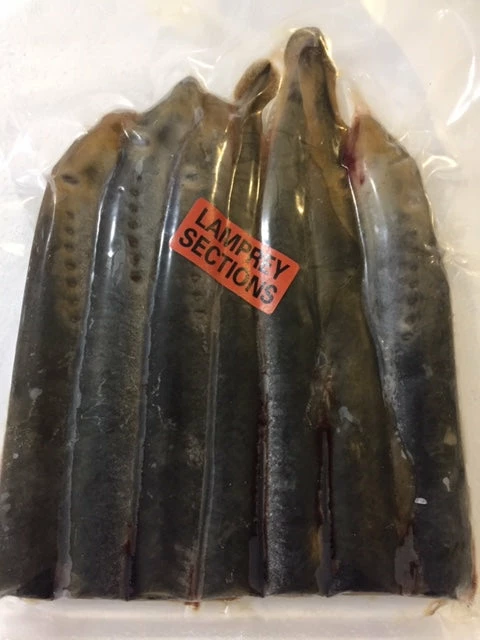 Bait Shop Rebel Pike Lamprey Deadbait 2 Bait Shop Rebel Pike Lamprey Deadbait