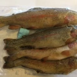 Rebel Pike Rainbow Trout Deadbait