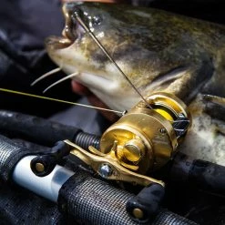 Reel Shop Shimano Calcutta Conquest 301A Left Hand