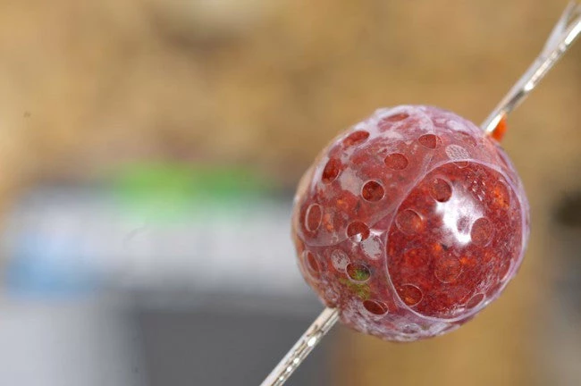 Carp Shop Korda Super Wrap 3 Carp Shop Korda Super Wrap