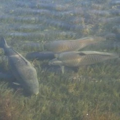 Korda Underwater DVD : Part 1 - 5