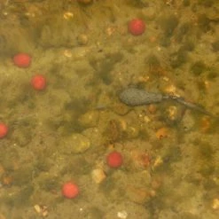 Korda Underwater DVD : Part 1 - 5