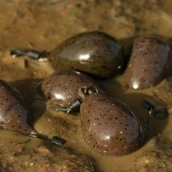 Carp Shop Korda Pear Swivel Lead