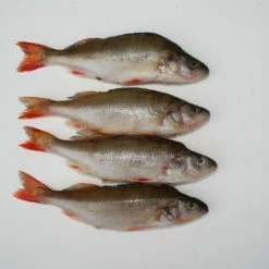 Rebel Pike Perch Deadbait Bait Shop